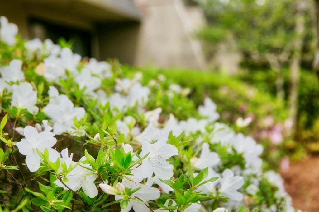 Peachford 19 flowers